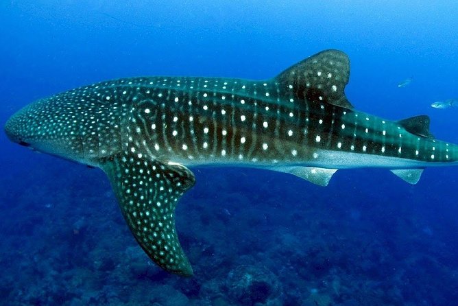 Bohol Whale Shark Interaction - Group Size and Price Variations