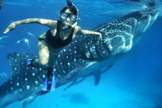 Budgeted: Bohol to Oslob Cebu Whale Shark Experience - Cancellation Policy