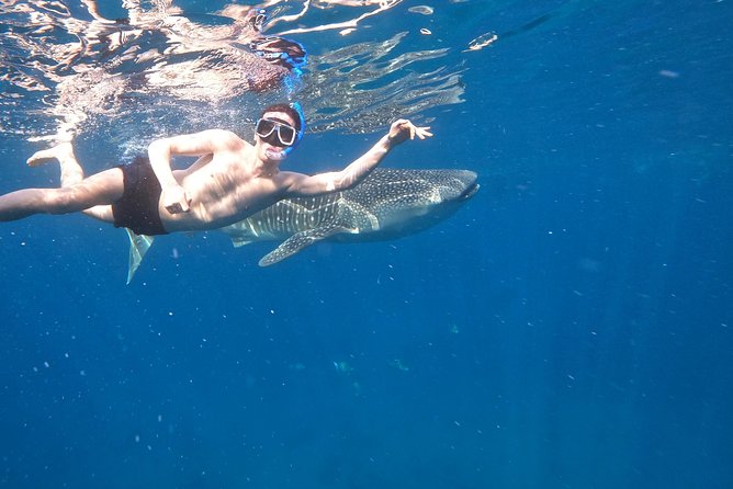 Cebu Whaleshark Tour - Reviews and Ratings Analysis