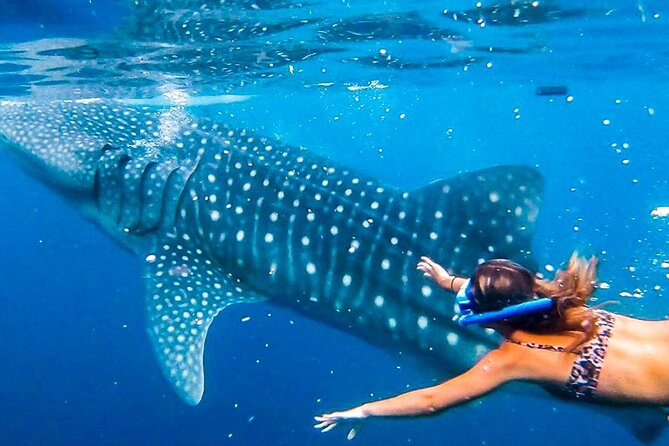 Cycling Cebu to Oslob Tour With Swim With Whale Sharks - Cycling Route Details