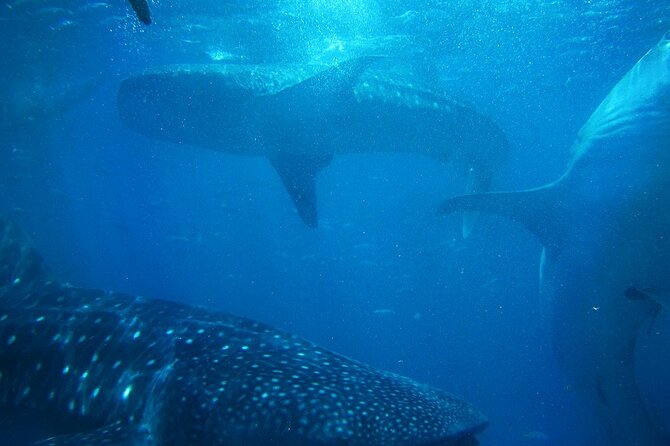 Oslob Whale Shark Encounter With Kawasan Canyoonering - Whale Shark Encounter Details