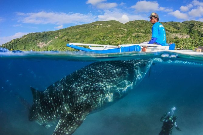 Oslob Whaleshark Watching & Tour in Cebu - Cancellation Policy