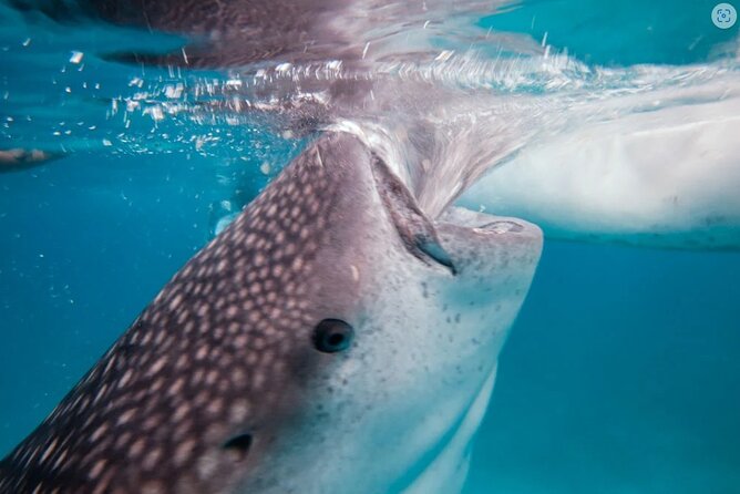 Oslob Whaleshark Watching Tour With Kawasan (Badian) Canyoneering in Cebu - Inclusions and Services Provided