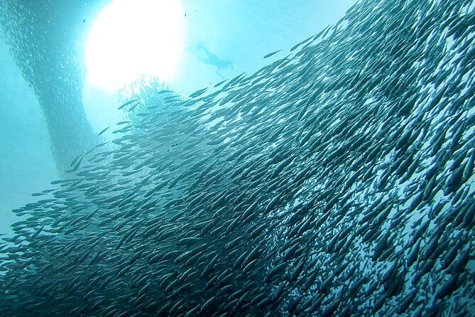 Oslob Whaleshark Watching Tour With Moalboal Island Tour - Logistics