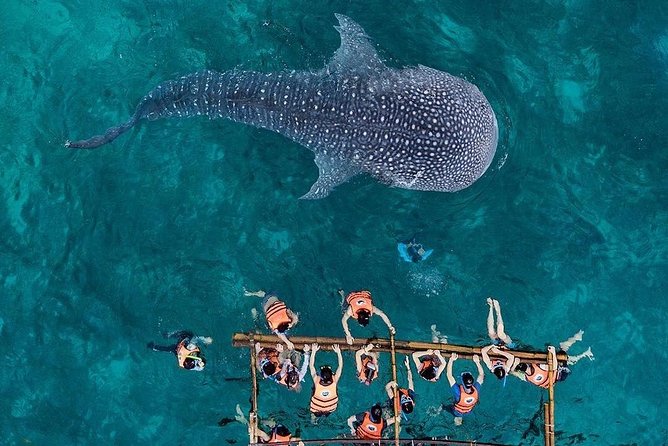 Private Day Tour: Oslob WhalesharkTumalog Falls(Sumilon Island) - Pickup and Transportation