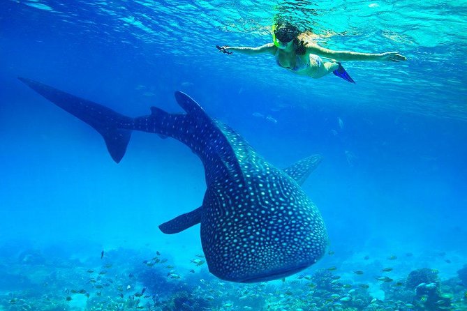 Private Tour: Oslob Cebu Whale Shark Experience - Inclusions and Services Provided