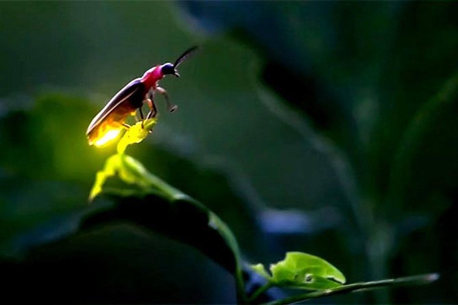 Puerto Princesa: Shared Firefly Watching - Booking Information