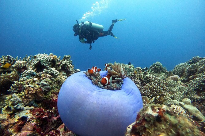 Siquijor Scuba Diving for Beginners - Basic Training