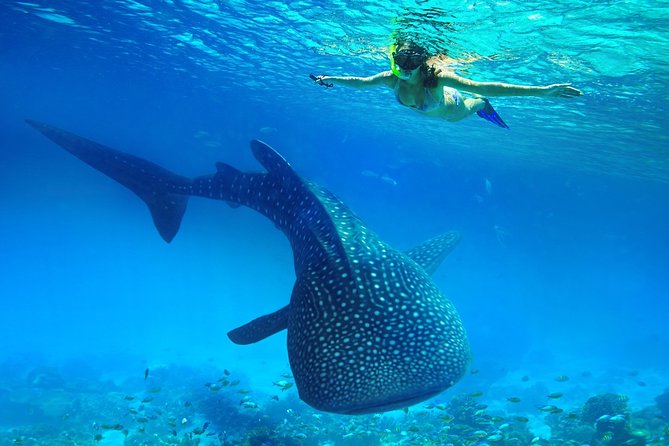 Snorkeling With Whale Sharks and Kawasan Canyoning - Traveler Requirements