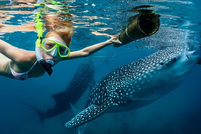 Whale Shark Encounter and Sumilon Sandbar With Tumalog Falls - Booking and Availability