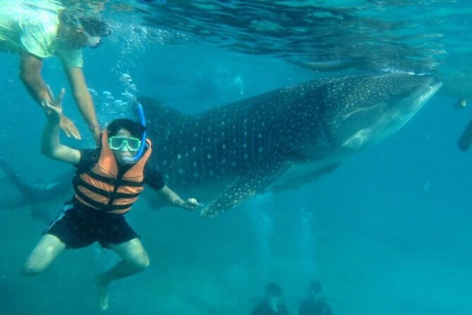 Whale Shark Swimming, Sumilon Sandbar and Kawasan Falls Tour - Booking Information