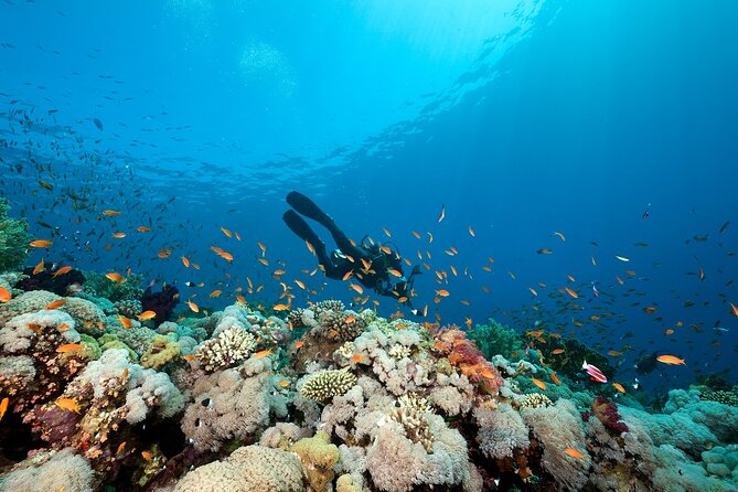 Bohol Dive Courses - Non-Refundable Policy Overview