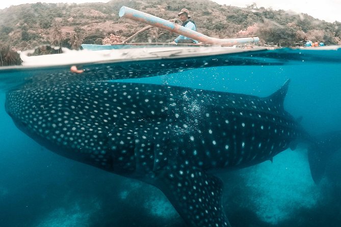 Bohol Whale-shark Encounter - Confirmation and Additional Info