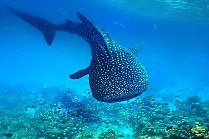 Bohol Whale Shark Interaction - Copyright and Terms Information