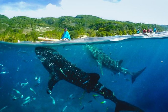 Canyoneering With Whale Shark Encounter - Scenic Visit to Kawasan Falls