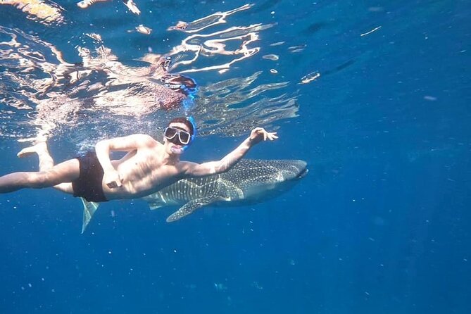 Cebu Whaleshark Journeys - Customer Reviews and Recommendations