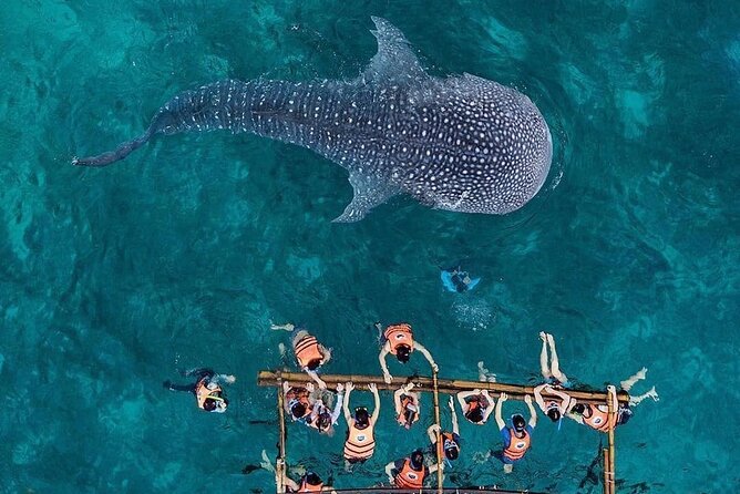 Cycling Cebu to Oslob Tour With Swim With Whale Sharks - Oslob Whale Shark Encounter