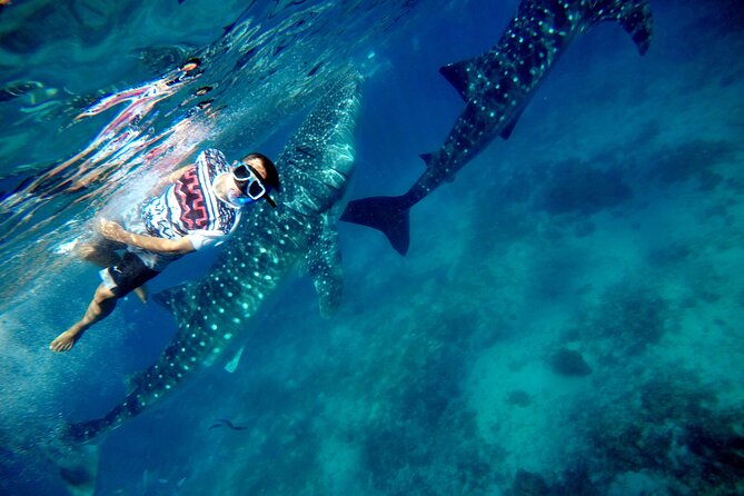 Oslob Whale Shark Encounter With Kawasan Canyoonering - Cancellation Policy