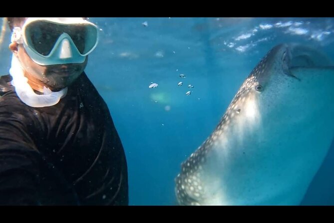 Bohol Whale Shark Encounter - Instructions for Booking the Encounter