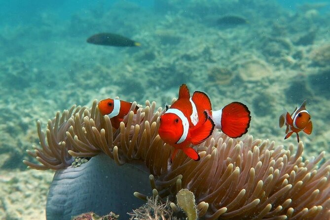 Discover Scuba Diving in El Nido - Additional Information