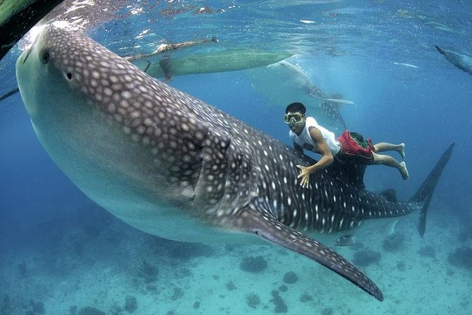 Dumaguete Oslob Whaleshark Tour - Tour Reviews