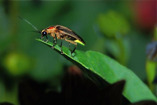 Puerto Princesa: Shared Firefly Watching - Cancellation Policy