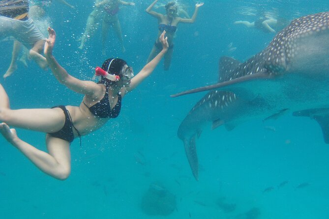 Whale Shark Encounter and Sumilon Sandbar With Tumalog Falls - Tips for a Memorable Experience