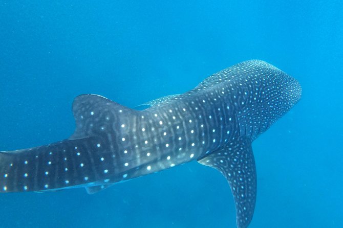 Cebu Whaleshark Tour - Conclusion