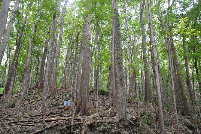 Bohol Island Countryside Tour With Buffet Lunch River Cruise (Cebu or Bohol) - Tour Highlights