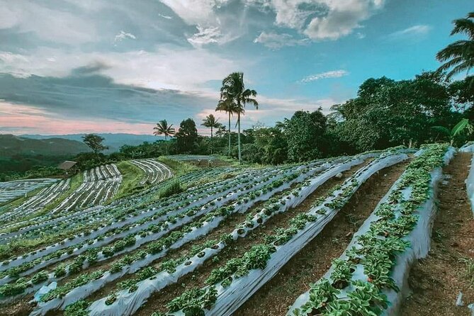 Bohol Strawberry Farm Tour - Key Takeaways