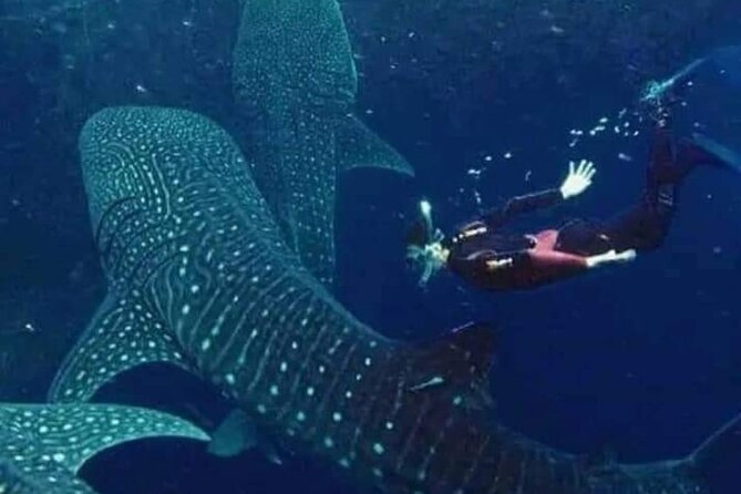 Bohol Whale Shark Encounter - Key Takeaways