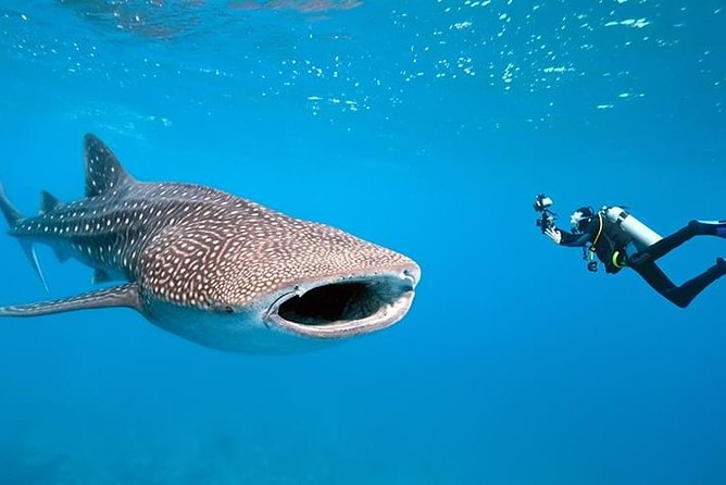 Bohol Whale Shark Interaction - Key Takeaways