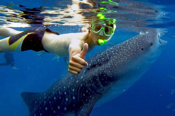 Budgeted: Bohol to Oslob Cebu Whale Shark Experience - Key Takeaways