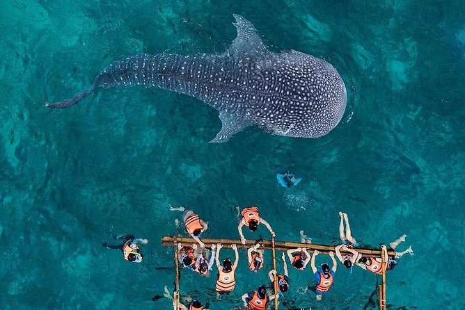 Budgeted Bohol Whale Shark - Key Takeaways