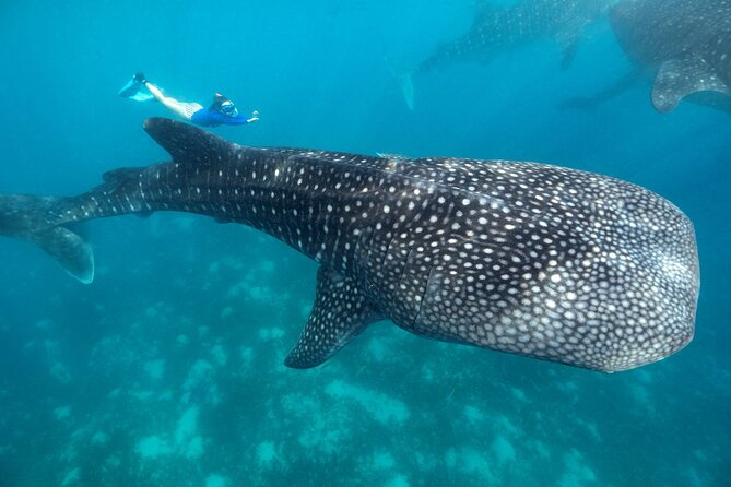 Canyoneering With Whale Shark Encounter - Key Takeaways