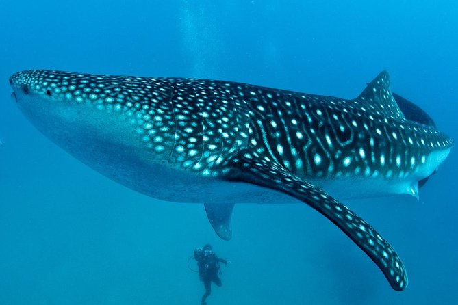 Cebu Whale Shark Interaction Moalboal Sea Turtles and Sardines Run - Key Takeaways