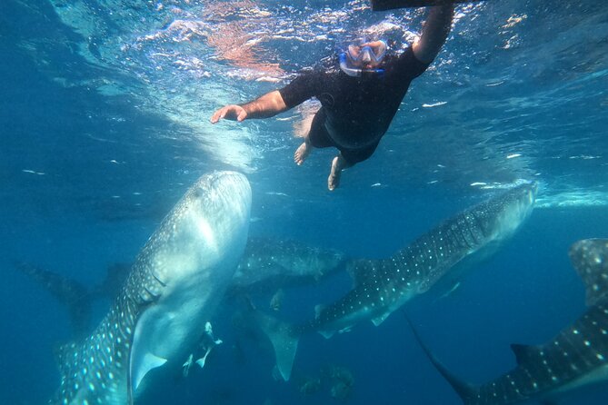 Cebu Whaleshark Journeys - Key Takeaways