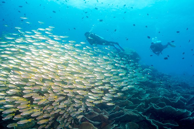 Easy Fun Scuba Dive in El Nido - Equipment Inclusion