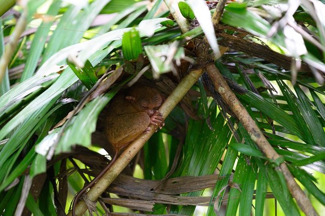 Bohol Chocolate Hills & Tarsiers With Roundtrip Ferry From Cebu - Tour Highlights