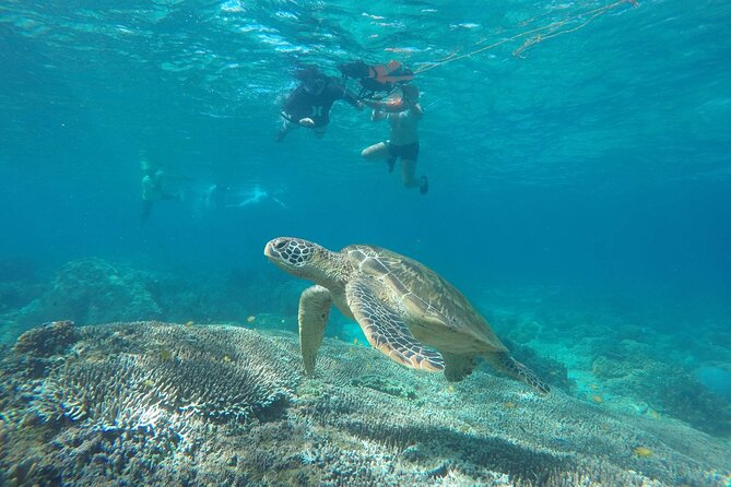 Full Day Apo Island Tour From Dumaguete - Key Takeaways