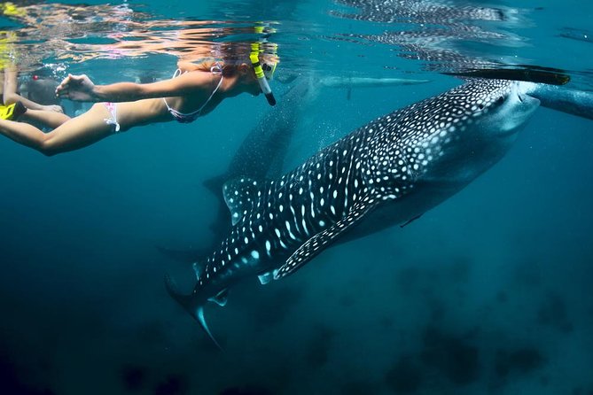 Oslob Whale Shark and Sumilon Day Tour - Booking and Pricing Details