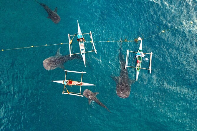 Oslob Whaleshark With Aguinid Waterfalls - Experience Highlights