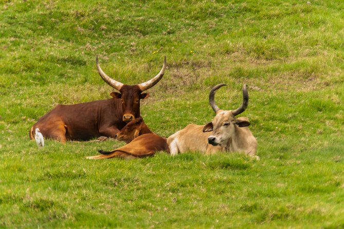 Private Tour Cebu Safari Journeys Full Day - Key Takeaways