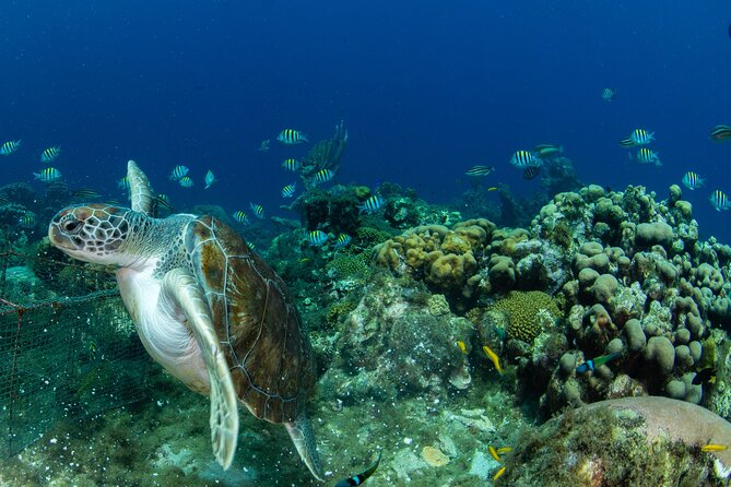 Private Tour Moalboal Island Hopping Pescador Island Sardines - Exclusive Group Activity