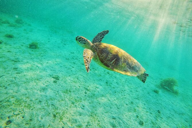 Shared Port Barton Island Hopping Tour With Turtle Watching - Key Takeaways