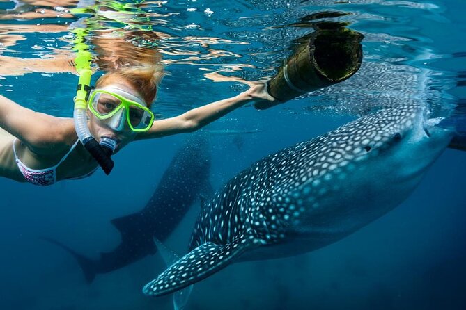 Whale Shark Swimming, Sumilon Sandbar and Kawasan Falls Tour - Key Takeaways