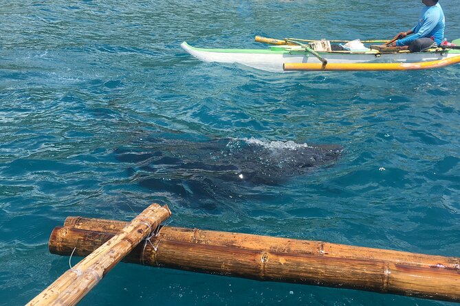 Whaleshark & Bohol Countryside Tour W/ Buffet Lunch River Cruise (Cebu or Bohol) - Tour Highlights